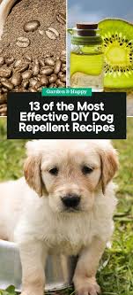 13 Of The Most Effective Diy Dog Repellent Recipes Garden And Happy