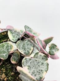 Image result for Ceropegia buchananii