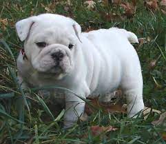 Our babies are brought up in our home with love and attention. Lakeshore Bulldogs English Bulldog Puppies In Virginia Beach Virginia