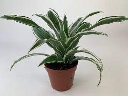 Gratis lieferung ab 55 €. Dracaena Fragrans White Jewel Orchideen Wichmann De Hochste Gartnerische Qualitat Und Erfahrung Seit 1897