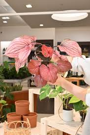 Image result for Caladium