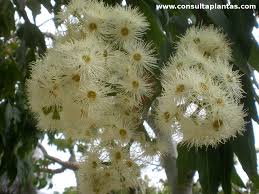 Image result for Eucalyptus torelliana