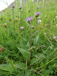 Image result for Bothriocline quercifolia