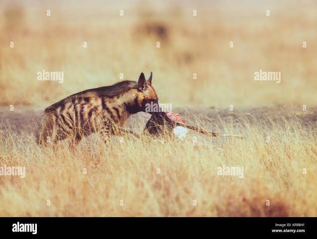 Striped hyena india hi-res stock photography and images - Alamy