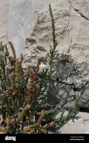 Image result for Sclerodactylon macrostachyum