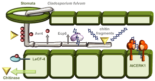 Maybe you would like to learn more about one of these? Frontiers The Role Of The Cell Wall In Plant Immunity Plant Science