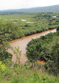 Image result for Vernonia griseopapposa