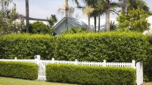 Plant the bushes a few meters, and in a few years, you will have a permanent fence produced by the bushes. Design School Planting For Privacy