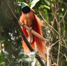 Bird Of Paradise Papua New Guinea Paradisaeidae Http Creagrus Home Montereybay Com Bop Html Birds Of Paradise Birds Beautiful Birds