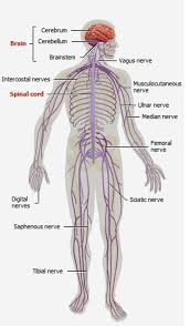 It is made up of the brain and the spinal cord. The Nervous System Kaylacastaneda