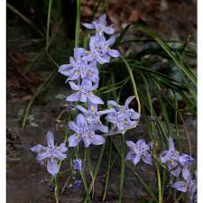 Image result for Polystachya lawalreana