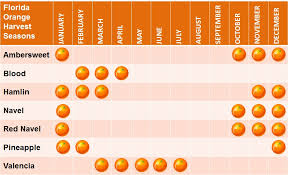 Oranges Food Source Information