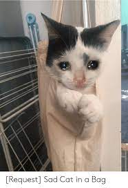 Pin On Sad Cats