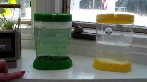 How often should i aerate my sea monkey tank? How To Care For Sea Monkeys 13 Steps With Pictures Wikihow