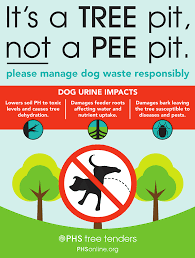 How to save a tree dying from dog urine. How To Protect Trees From Dog Urine 8 Tips To Try Today