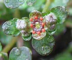 Image result for Chrysosplenium americanum