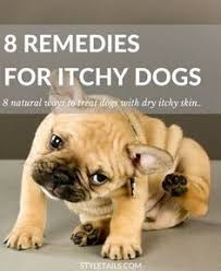 Dandruff in dogs can also be caused by their environment. Does Your Pooch Suffer With Dry Itchy Skin Here S 8 Natural Remedies For Some Instant Relief Http Www Styletails Com 20 Itchy Dog Dog Remedies Dog Dry Skin