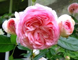 Les roses à l'ancienne de pierre de ronsard ®. Rosier Pierre De Ronsard