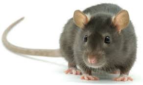 Description:bob jenkins pest & lawn services has been providing pest control, termite treatment and lawn care services to san antonio over 25 years. San Antonio Rodent Control Rodent Removal Rat Mice Elimination