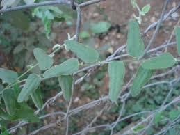 Image result for Cocculus hirsutus