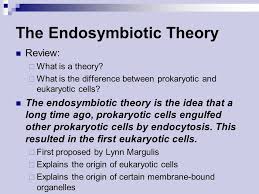Endosymbiotic Theory The Endosymbiotic Theory Review What Is A Theory What Is The Difference Between Prokaryotic And Eukaryotic Cells The Endosymbiotic Ppt Download