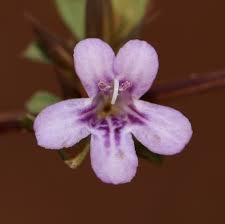 Image result for Dyschoriste nagchana