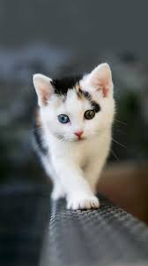 The wallpaper trend is going strong. 4k Cat Wallpaper Ixpap