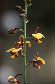 Image result for Eulophia streptopetala