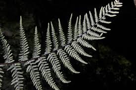 Image result for Pityrogramma