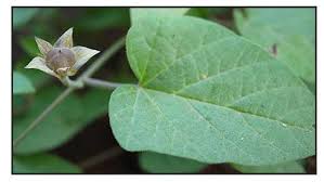 Image result for Hewittia