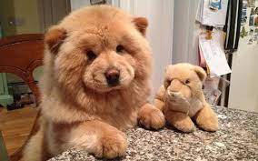 Pin On Awwww
