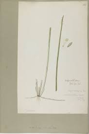 Image result for Eleocharis acutangula