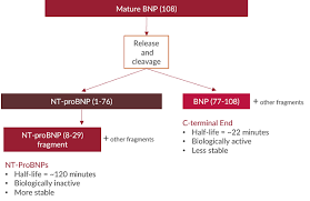 Physiological Actions Of Natriuretic Peptides Alpco