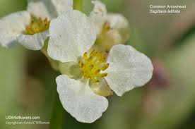 Check spelling or type a new query. Us Wildflower S Database Of White Wildflowers For Oregon