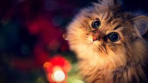 Some cats are very cute and lovable that no one can control themselves to love and care for that.people love to put them as wallpapers for desktop background. Cute Cat Wallpaper Christmas Cats Cat Wallpaper Animal Wallpaper