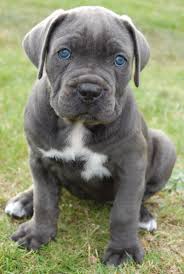 Black Blue Cane Corso Puppies For Sale Cane Corso Puppy Look At Those Blue Eyes Corso Dog Cane Corso Puppies Cane Corso