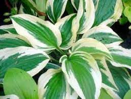 Il est très facile à cultiver et ne demande qu'un entretien peu contraignant. Vivaces Ombre Vivaces Ombre Vivaces Plantes Vivaces D Ombre