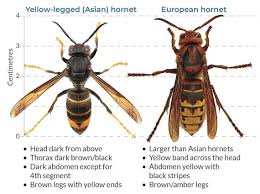 Chi è la Vespa velutina: quanto è pericoloso il temibile calabrone ...