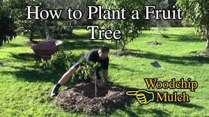 Shredded bark, wood chips or chunks that are. How To Plant A Fruit Tree In The Backyard With Woodchip Youtube
