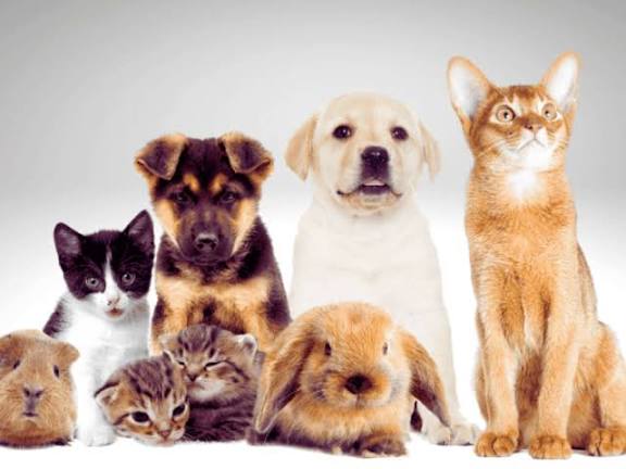 The Ultimate Guide to Finding Your Highly Profitable Pet Blog Niche