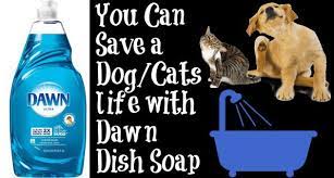 Dawn Soap To Wash Dog Free Delivery Goabroad Org Pk