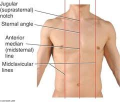 The sternum is a long bone that runs down the middle of the chest and connects to all of the rib bones. Thorax And Lungs Flashcards Cram Com