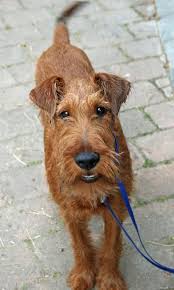 These names all refer to a dog longer than tall however the connemara hail from very different bloodlines. 50 Irish Terrier Ideas Irish Terrier Terrier Irish Dog