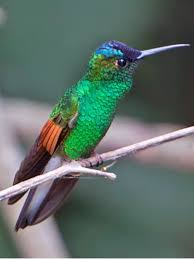 Pin On Birds