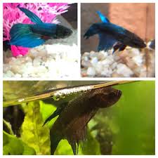 Er treibt frei im wasser und bietet ihren kampffischen einen unterschlupf. How To Feed A Blind Betta Fish Betta Fish World