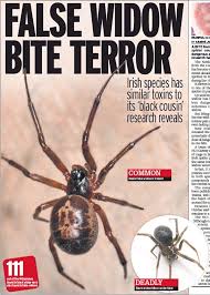 The number of false widows is soaring as milder winters have allowed them to survive and breed in more places around britain, with terrifying sightings logged what makes them so dangerous is they are one of the very few species in the uk that can bite humans, and inject them with powerful venom. False Widow Bite Terror Pressreader