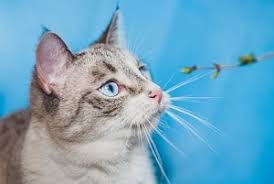 Helpful tips when buying a siamese cat. What Is A Lynx Point Siamese Cat Breed Unique Features Faqcats Com