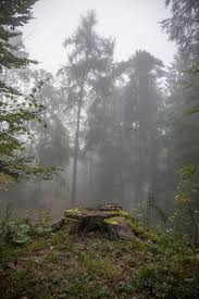 At Stock Forest43 By At Stock On Deviantart Landscape Beautiful Landscapes Nature