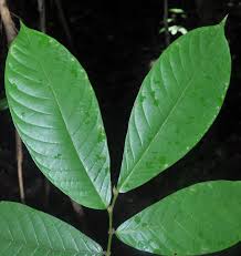 Image result for Antidesma vogelianum