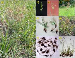 Image result for Cyperaceae